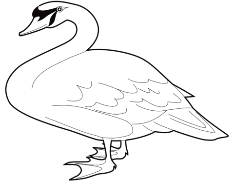 Mute Swan Coloring Page